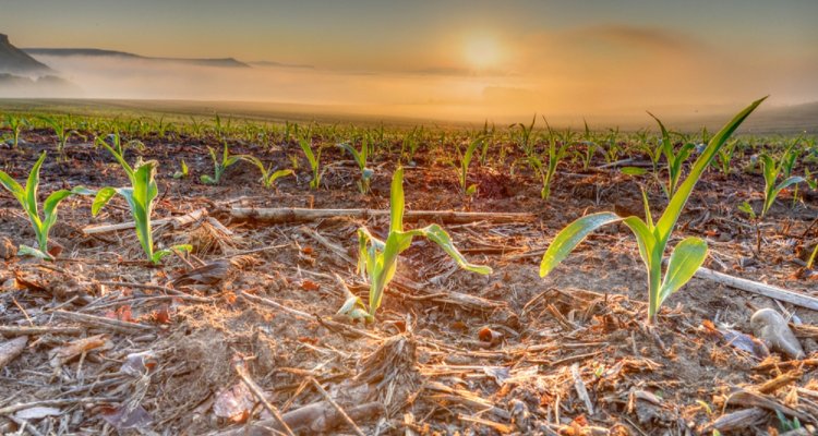 food security food security